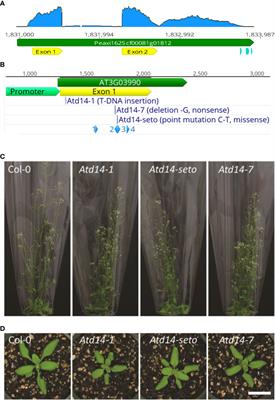 Varying the expression pattern of the strigolactone receptor gene DAD2 results in phenotypes distinct from both wild type and knockout mutants